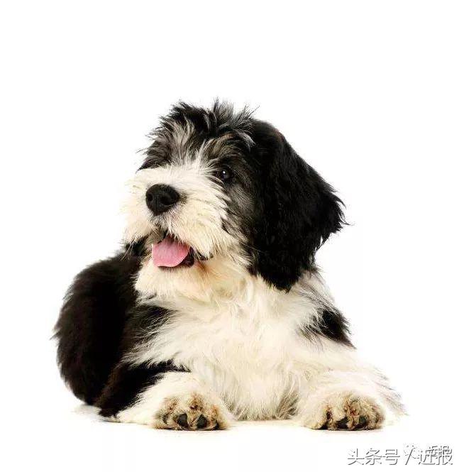 你没见过的“汪星人”都在这了！狗年就让它们来萌“化”你吧