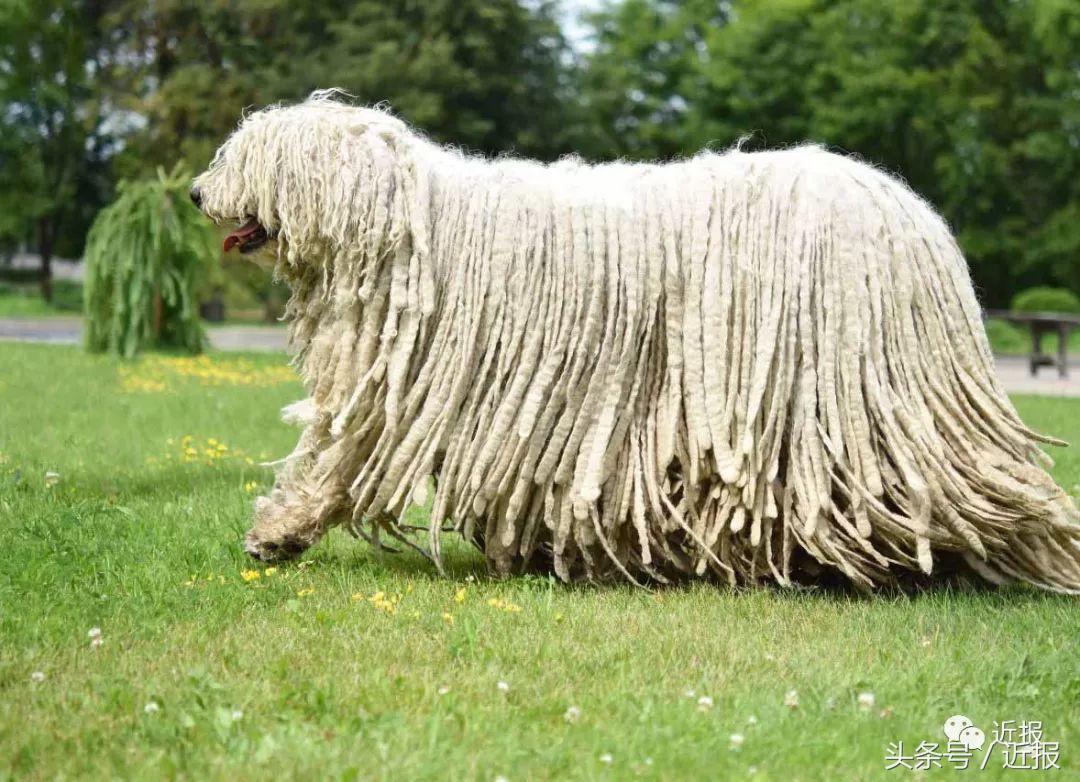 你没见过的“汪星人”都在这了！狗年就让它们来萌“化”你吧