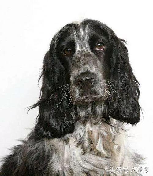 你没见过的“汪星人”都在这了！狗年就让它们来萌“化”你吧