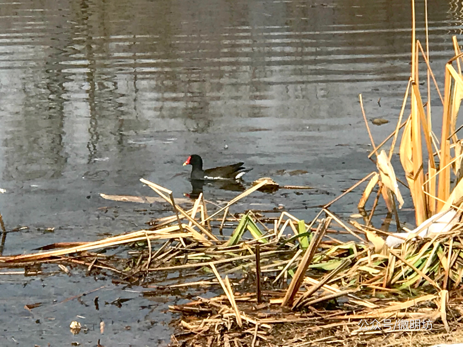 手拍世界作品集402期,手拍世界作品专集