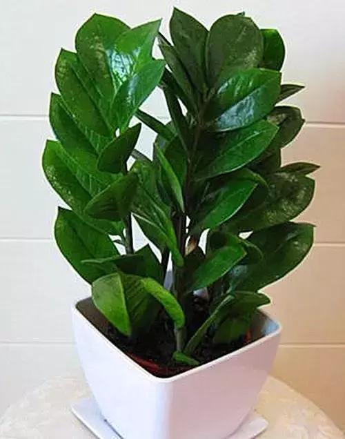 金钱树的养殖方法与技巧,金钱树的养殖方法和注意事项