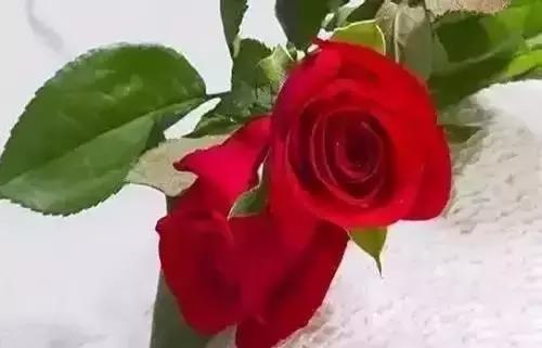 带你认识全国的省花,中国各地市花是什么