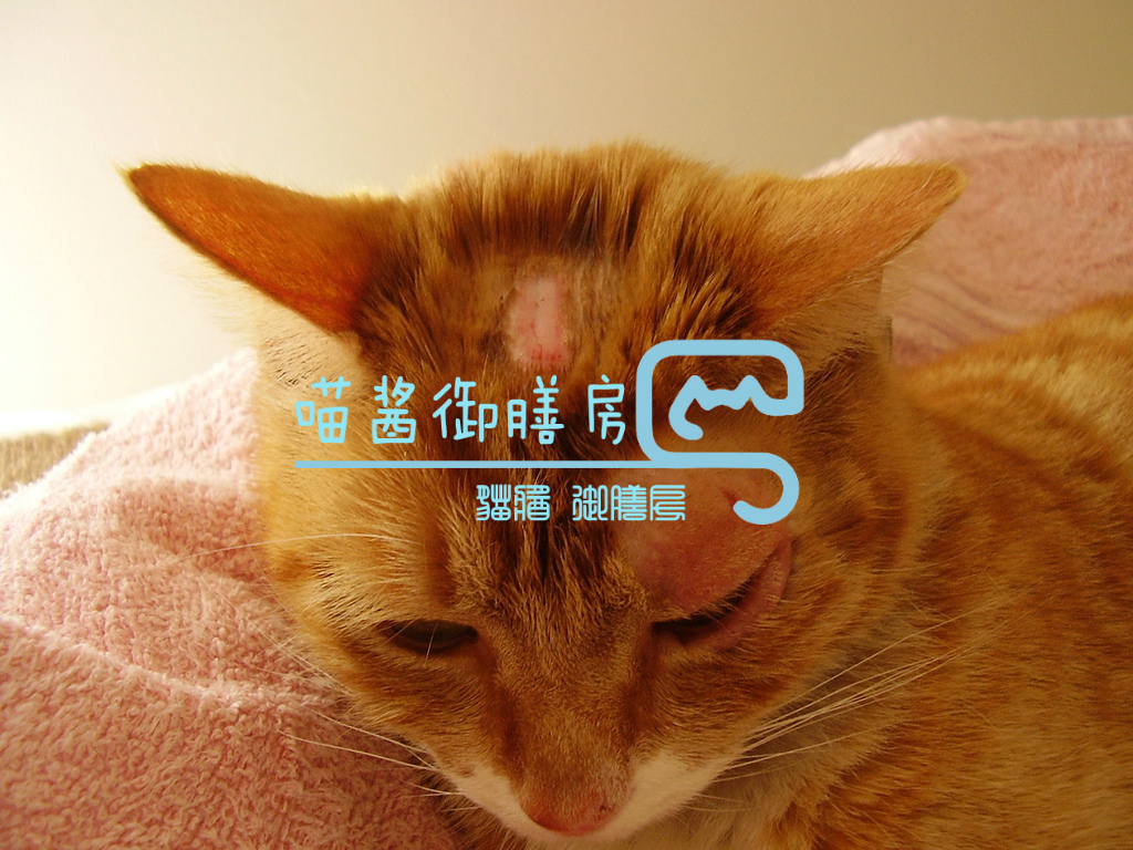 猫皮癣传染人,猫狗癣传染人有什么症状