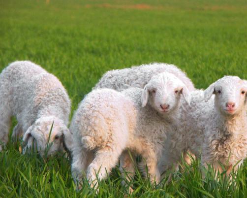 国产绵羊油和澳洲绵羊油区别,澳洲绵羊油怎么生产的