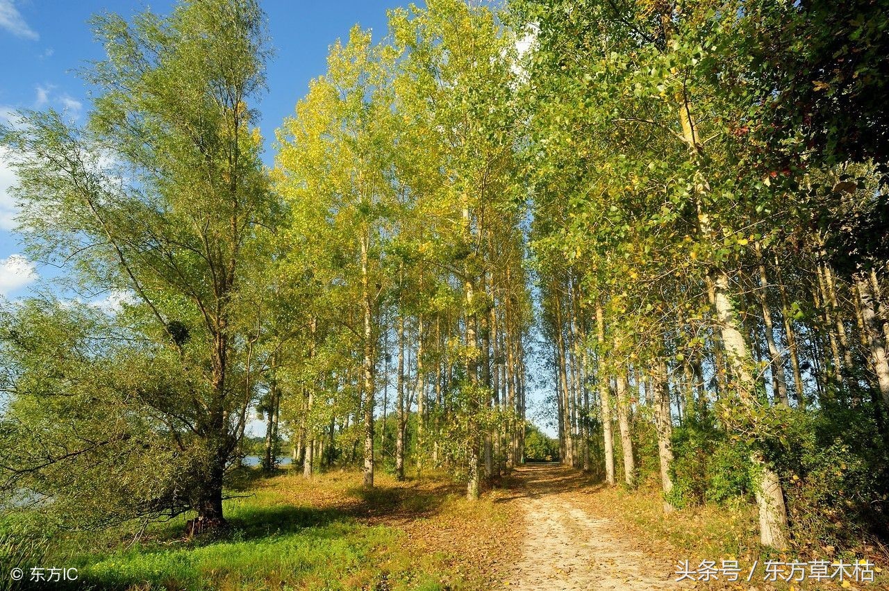 赞美杨树的诗句经典,描写杨树春天的诗句