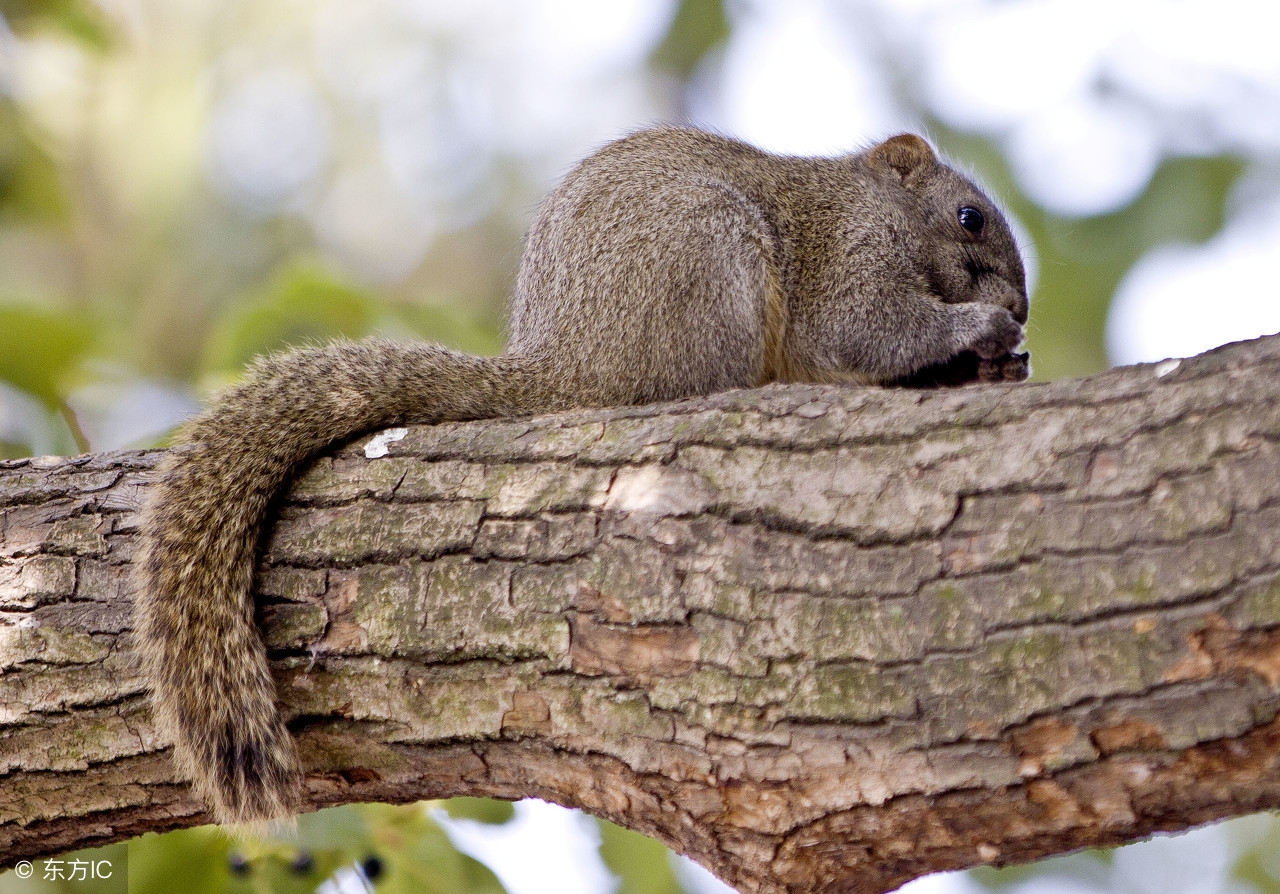 下辈子我们做夫妻好不好,下辈子做个松鼠