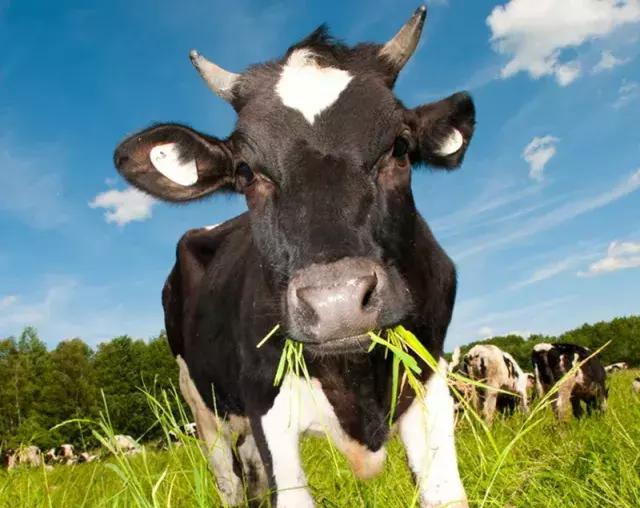 【牛奶到家，爱满全家】益膳房集团给全市人民拜年啦