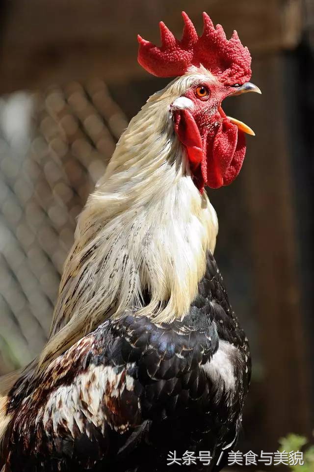 农村赶集挑鸡鸭,农村赶大集买鸡