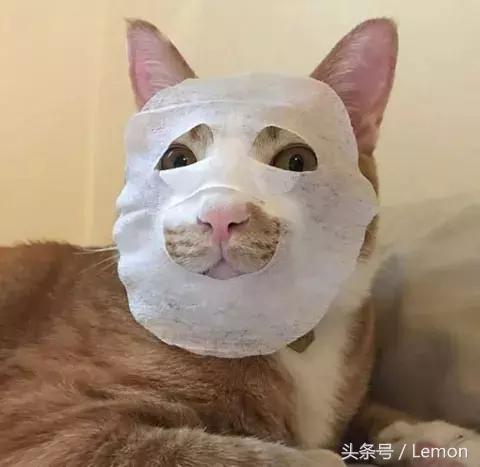 买面膜送猫,买面膜送小样补水