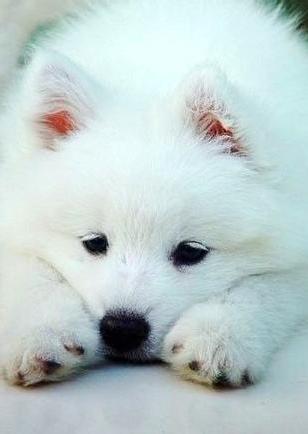 狗狗死前离开家,狗狗临死前跑走