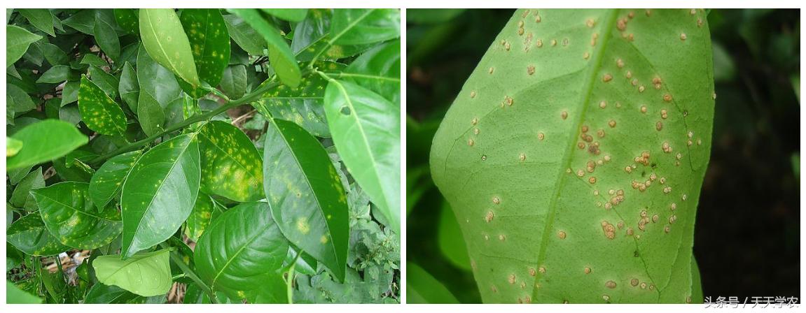 柑橘黄化树有必要补救吗,今年栽培柑橘黄化什么原因