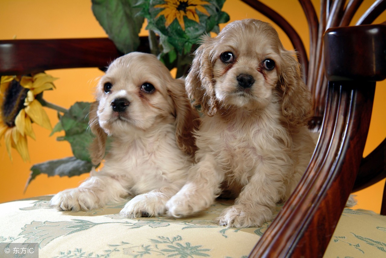 狗年说狗警犬,狗年说狗带你了解游戏中的狗文化