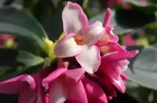 带你认识全国的省花,中国各地市花是什么