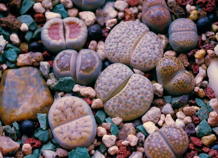 多肉生石花绿色是什么品种,多肉植物生石花干瘪软