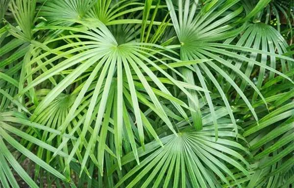 这八种植物养在家里,镇宅守业,招财进宝