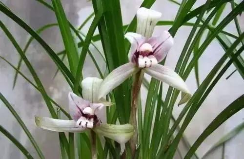 带你认识全国的省花,中国各地市花是什么