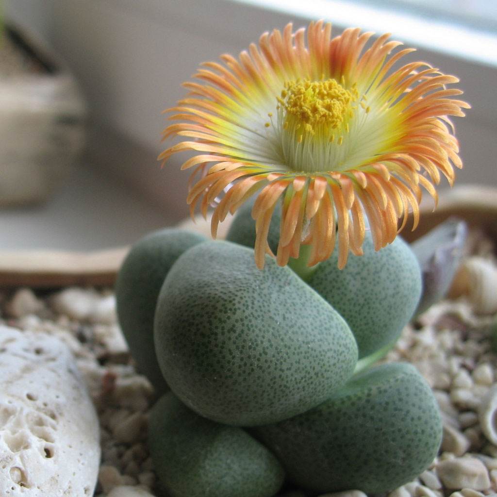 多肉生石花开花后会怎样,生石花多肉中间是空的