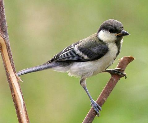 宠物鸟急救技巧,宠物鸟骨折了怎么包扎