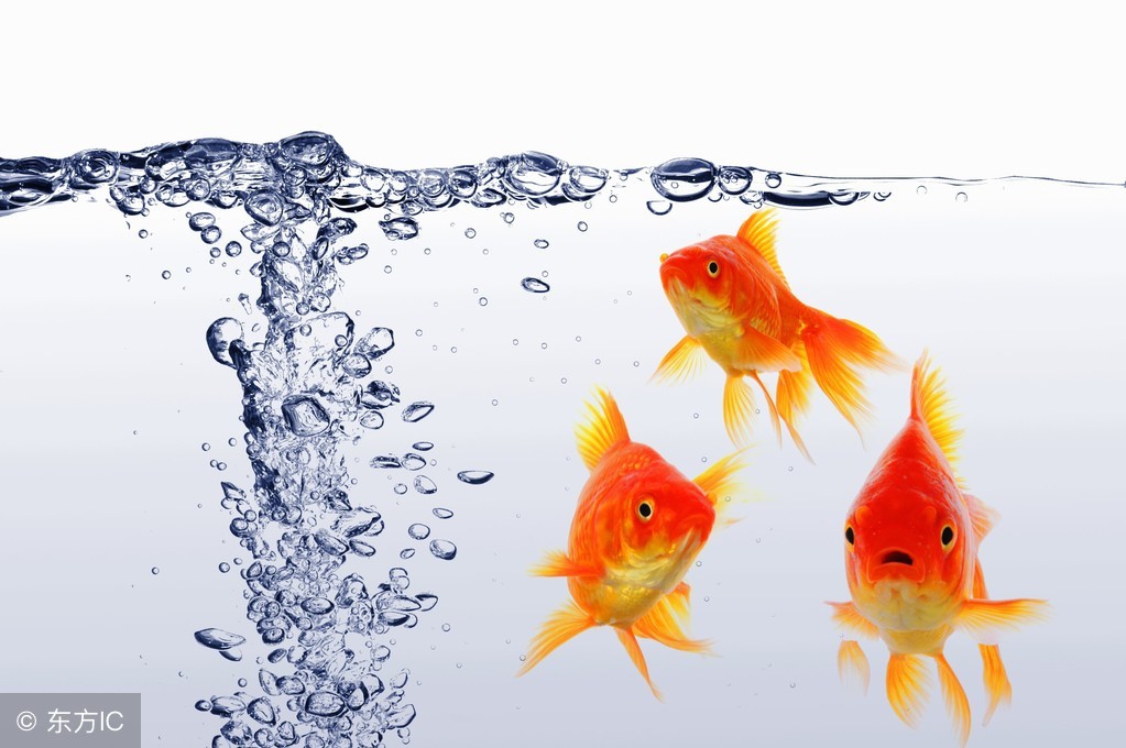 怎样养好金鱼苗,养好兰寿金鱼的诀窍