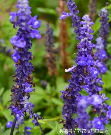 薰衣草叶子黄怎么回事,薰衣草发黄