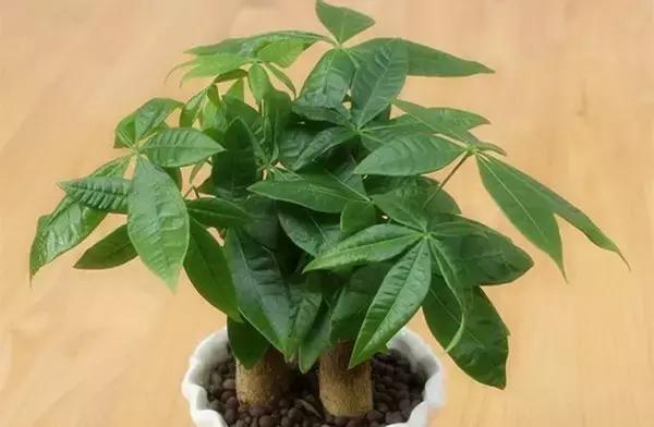 这八种植物养在家里,镇宅守业,招财进宝