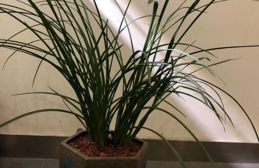 适合新手养的兰花有哪些品种图片,哪种兰花最好养最香最勤花