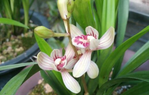 适合新手养的兰花有哪些品种图片,哪种兰花最好养最香最勤花