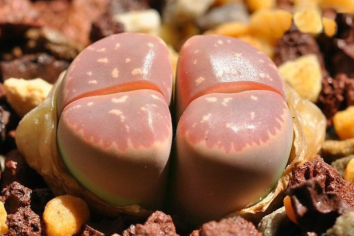 多肉生石花绿色是什么品种,多肉植物生石花干瘪软