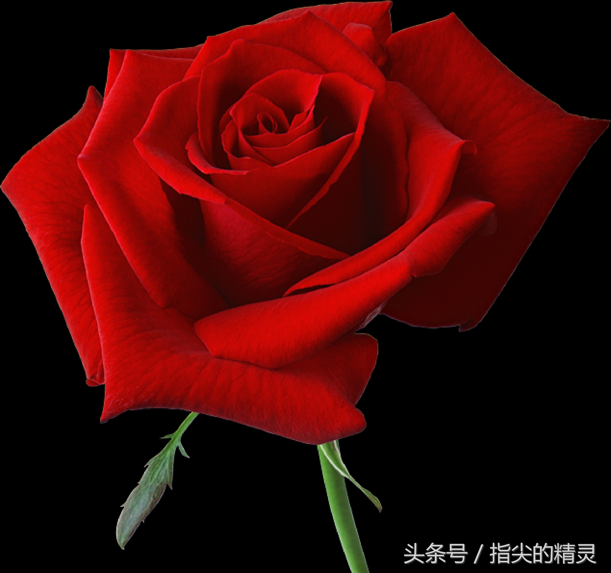 拍摄花卉组图大全,冬天拍玫瑰花图片大全