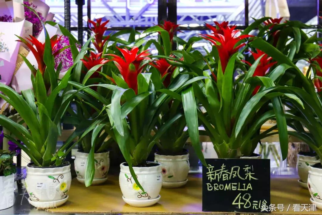 天津大胡同市集,天津最全年货市集都在这儿了