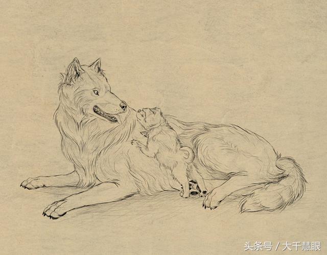 学画狗教程,狗狗造型大全教程初学