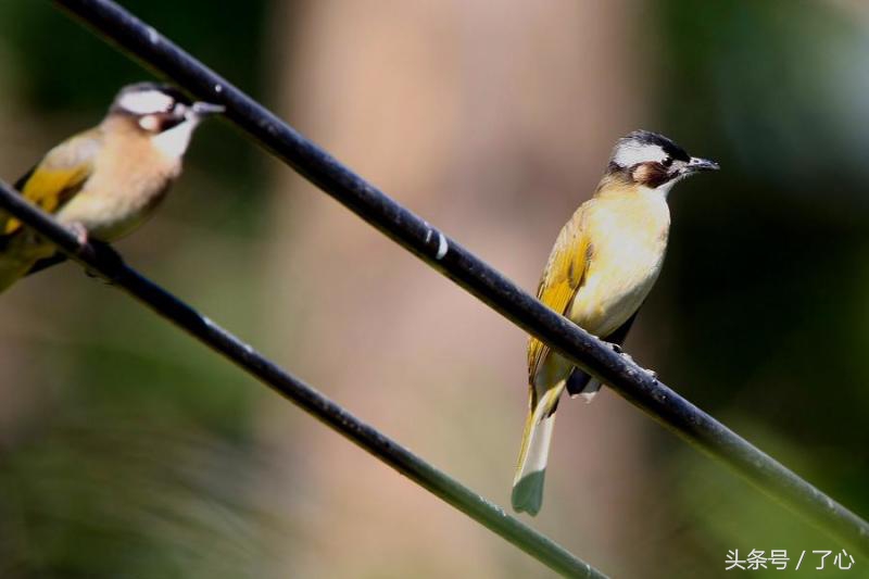 关于白头鹎的诗,白头鹰知识