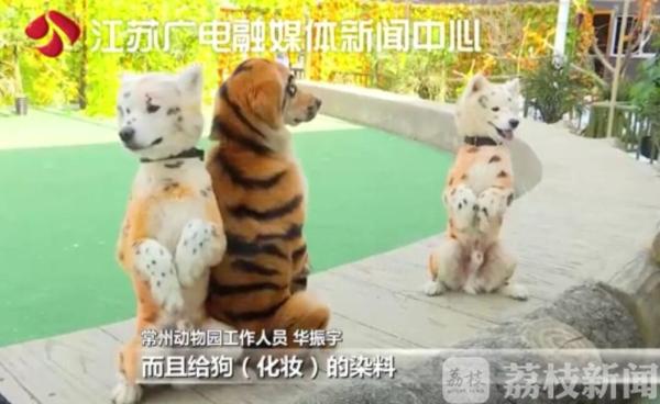 鑰佽檸鍌诲偦鍒嗕笉娓呮瑙嗛,灏忕嫍鑰佽檸鍌诲偦鍒嗕笉娓呮