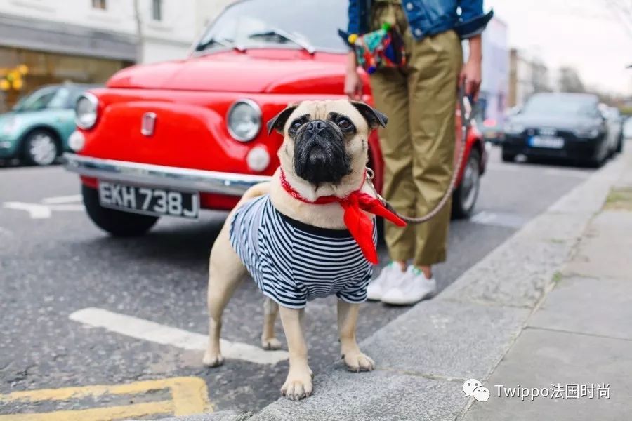 吐槽完了狗年单品，你给你的狗主子买了什么？