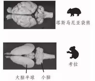 呆萌嗜睡的澳洲国宝居然是吃“屎”长大的
