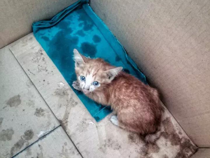 这只金毛和小菊猫的画风太甜啦！情人节狗粮奉上