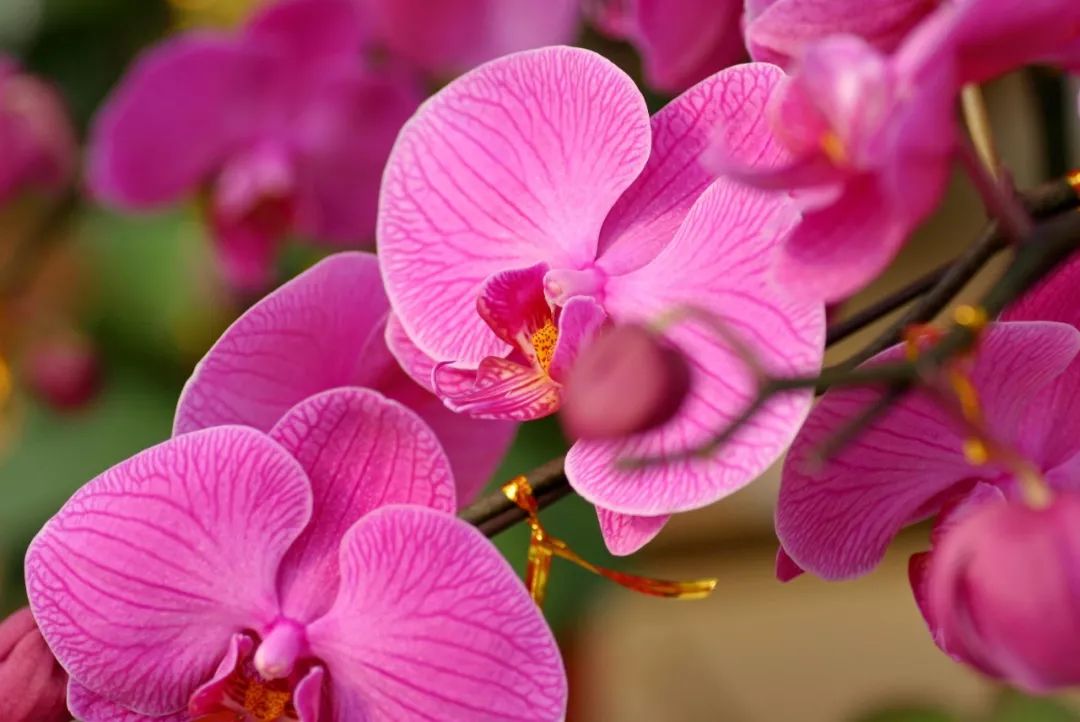 春节活动时间表大连,大连大型活动时间表