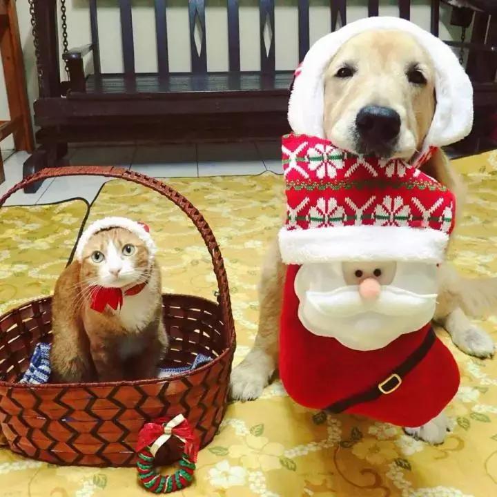 这只金毛和小菊猫的画风太甜啦！情人节狗粮奉上