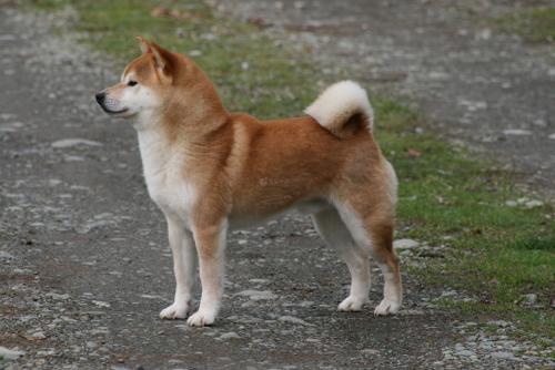 akc认证的犬种,akc认可的148个犬种