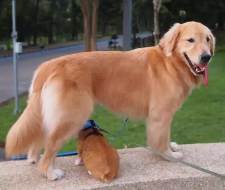 这只金毛和小菊猫的画风太甜啦！情人节狗粮奉上