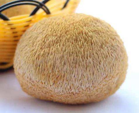 猴头菇粉养胃吗,猴头菇养胃神器