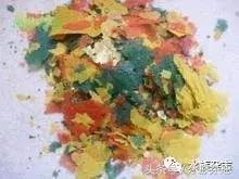 养红箭的技巧,快来测一测你未来会养什么宠物