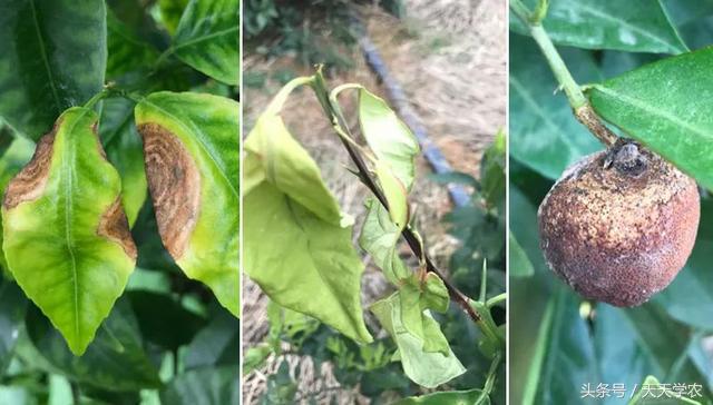 柑橘春季防治红蜘蛛的最佳时间,柑橘清园红蜘蛛如何消灭