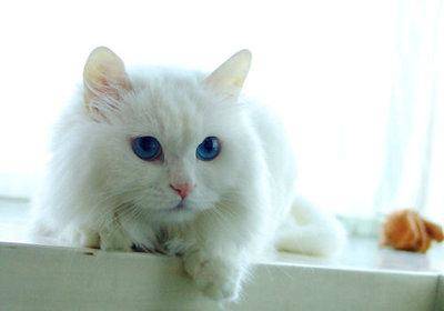 浣犵殑鐚吇鐨勫拫鏍蜂簡,浣犵殑鐚挭椹辫櫕浜嗗悧