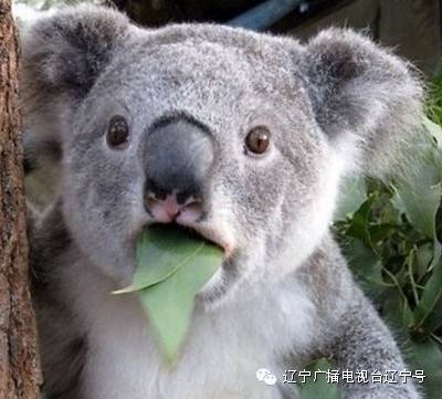 用手扒虾有什么危害,口腔溃疡吃虾好不好