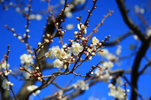 去日本必去的10个秘境,来日本东京玩必去的几个地方