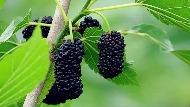 四川大山适合种什么药草,四川农村山上种什么药材最好