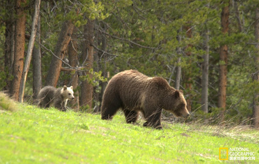 美国死而复生事件,美国死而复生电影评论