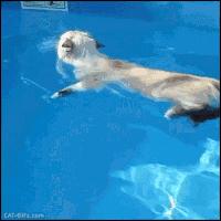 盘点那些怕水的猫咪,谁说猫咪胆小不聪明