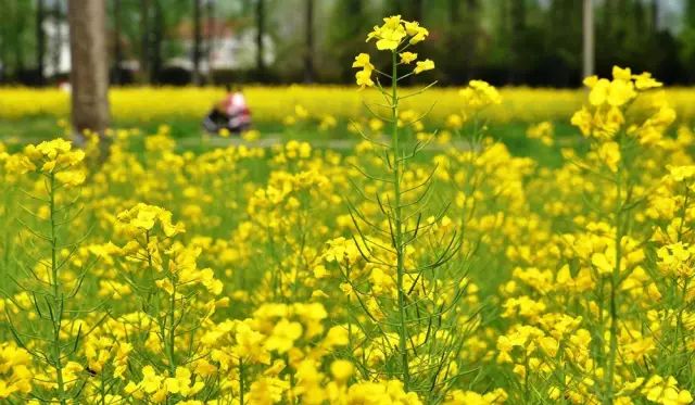 赏花蚌埠,蚌埠春季赏花